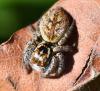 Carrhotus xanthogramma